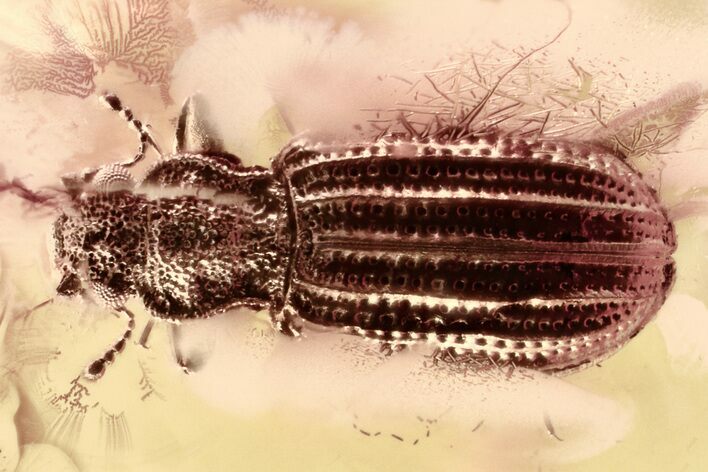 Fossil Fungus Beetle (Latridius jantaricus) in Baltic Amber #315300